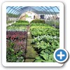 Our Nursery & Greenhouse